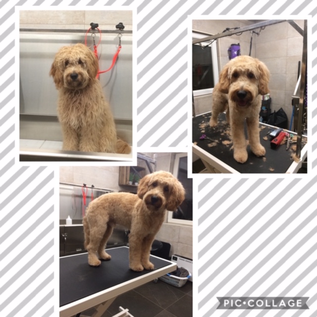 Foto's voor & na in onze Trimsalon