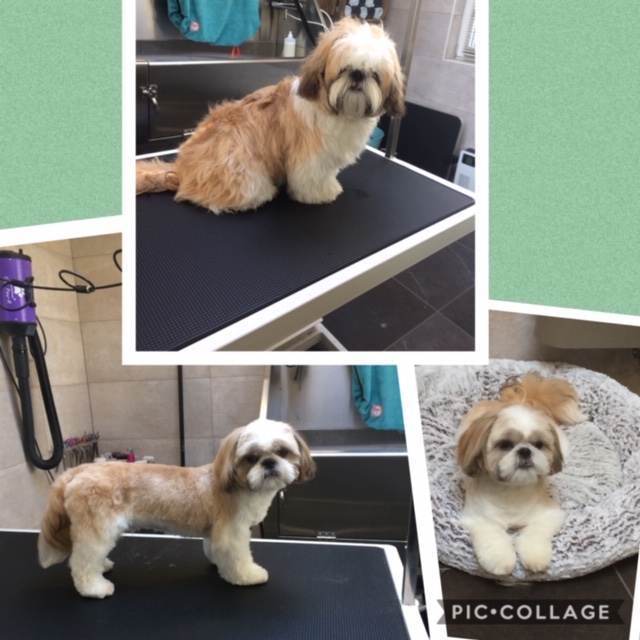 Foto's voor & na in onze Trimsalon