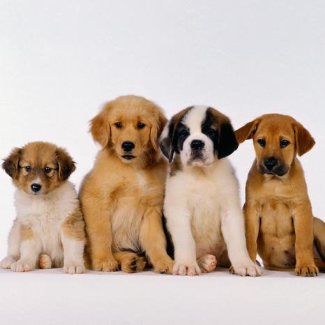 Specialisaties Trimsalon Special Dog