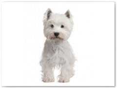 West highland White Terrier € 90,- Indicatie trimbeurten 2a 4x per jaar